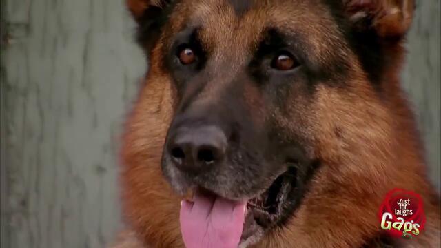 Куче хуква след колбаси - скрита камера - смях