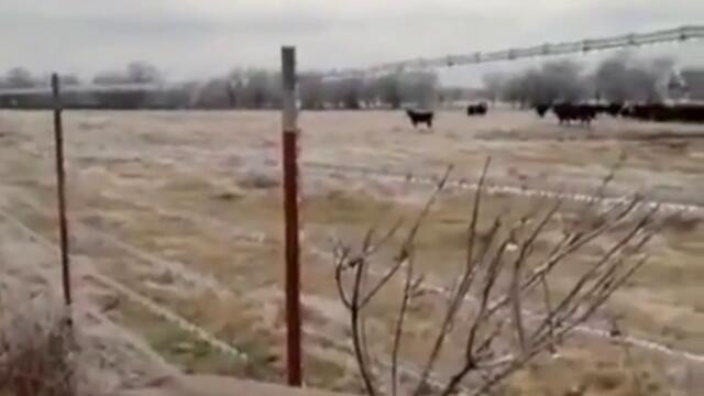 Кенгуру, стадо крави и най-лудата ловджийска реакция (ВИДЕО)