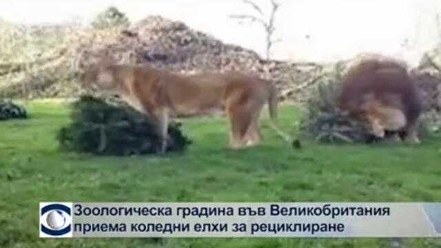 Зоологическа градина във Великобритания приема коледни елхи за рециклиране