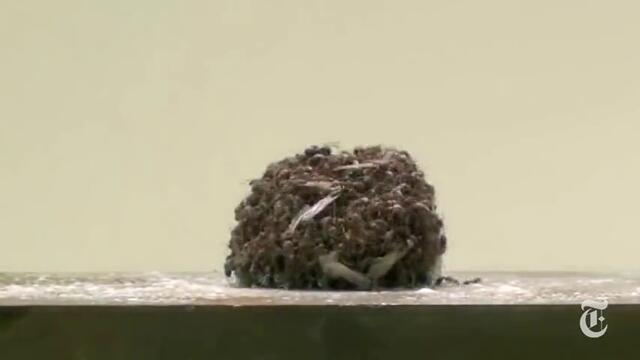 Невероятната физика на мравките!
