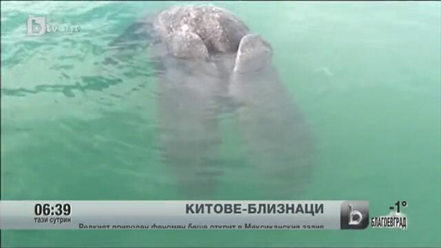 Рядък природен феномен - китове сиамски близнаци