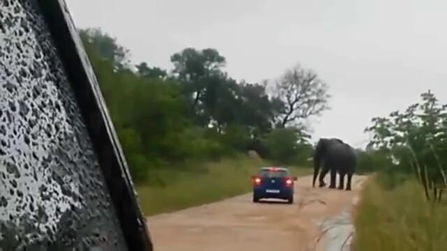 Ядосан слон преобръща автомобил в национален парк !!!
