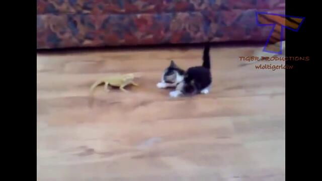 Best funny and cute cat videos compilation 2014