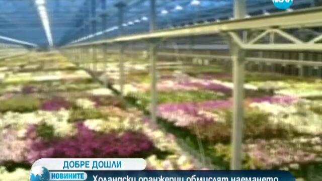 Холандски оранжерии обмислят да наемат българи и румънци