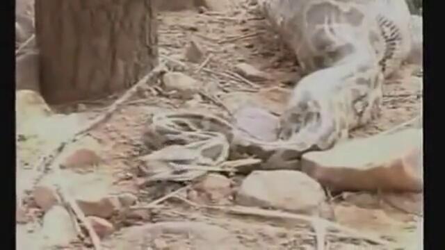 Питон глътна цял елен в зоопарк