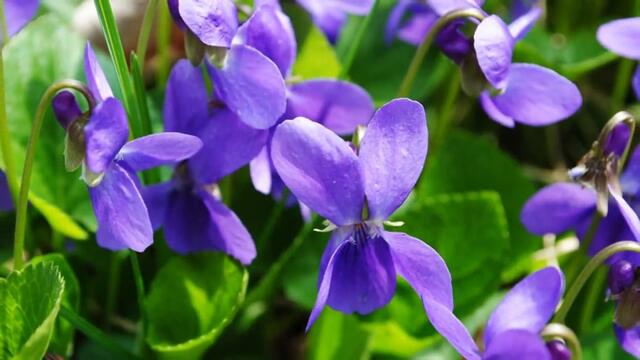 Исихия - Чакрък