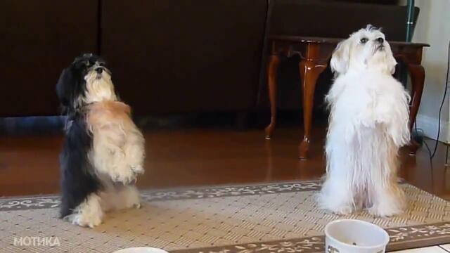 Две симпатични кучета се молят преди хранене