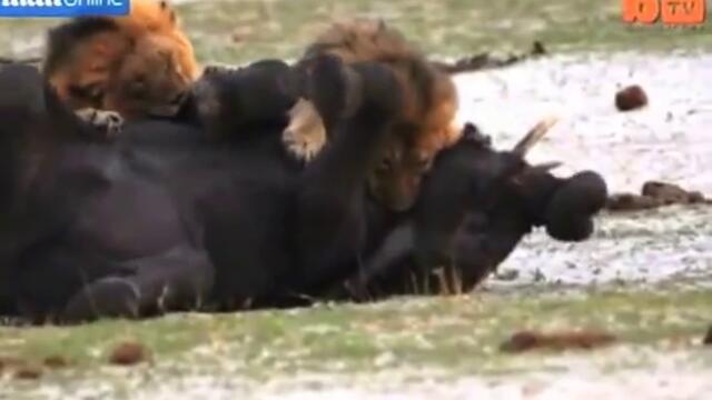 Смразяващи кадри лъвове изяждат слон, докато е жив (ВИДЕО 18+)