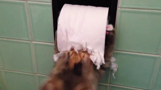 Котки които обичат да си играят с тоалетна хартия - Компилация