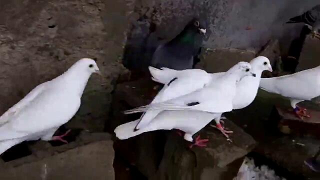 Пощенски гълъби