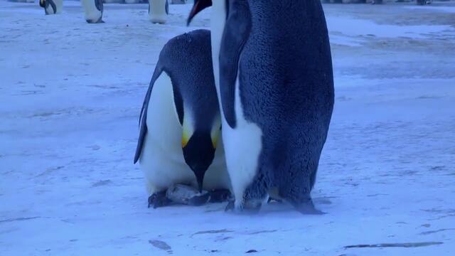Трогателно! ... Пингвини скърбят за малкото си!