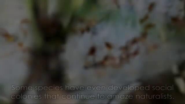 World's 15 Most Intelligent Animals