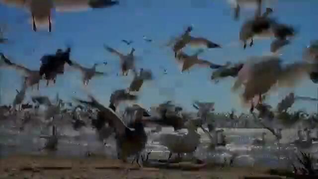 Wings to Paradise 2 of 2 1080p HD