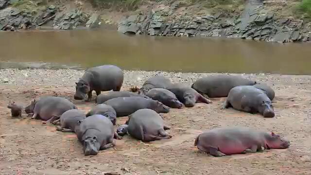 African Animal Blitz!