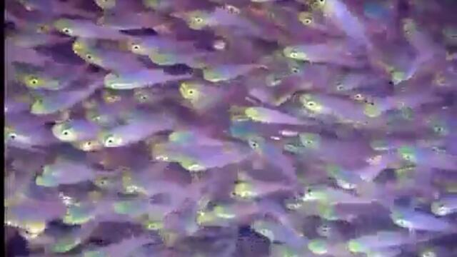 Underwater beauty  Owl city mix