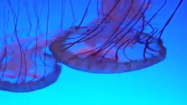 The Jellyfish Dance_(720p)