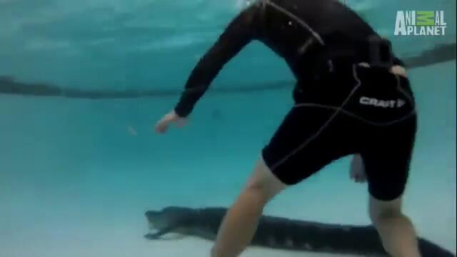 Човек изважда крокодил от басейн