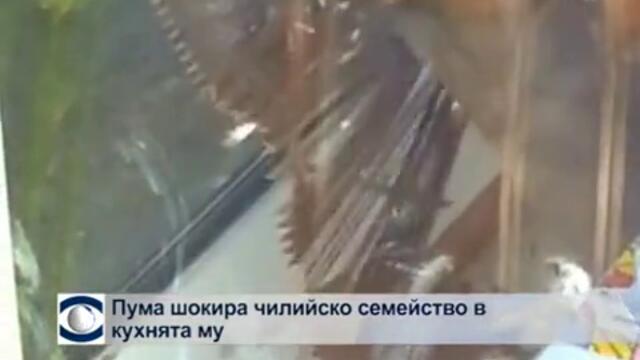 Бялото мече от зоопарка в Торонто се зарадва на първия сняг в живота си