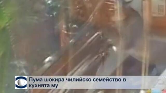 Изхвърлено на мексиканския бряг бебе кит бе спасено и върнато в океана