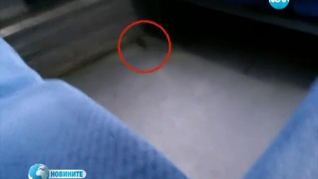 Неканен гост във влака за Варна