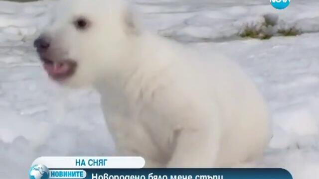 Новородено бяло мече стъпи на сняг за първи път