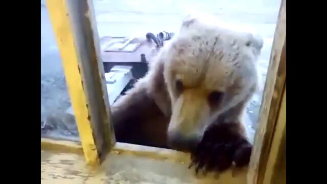 Руснак храни гладна мечка с курабии.