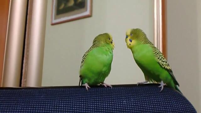 Папагалчета се карат - забавни са !