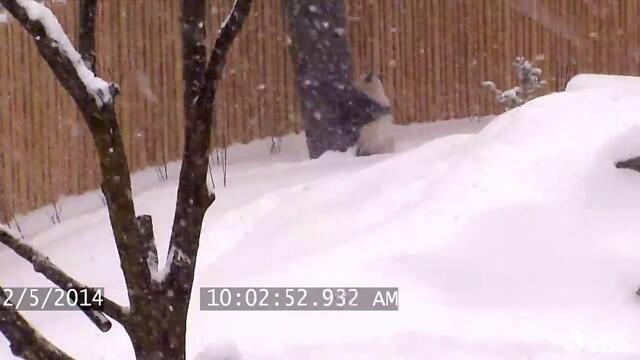 Toronto Zoo Giant Panda Enjoys Epic Snow Fall