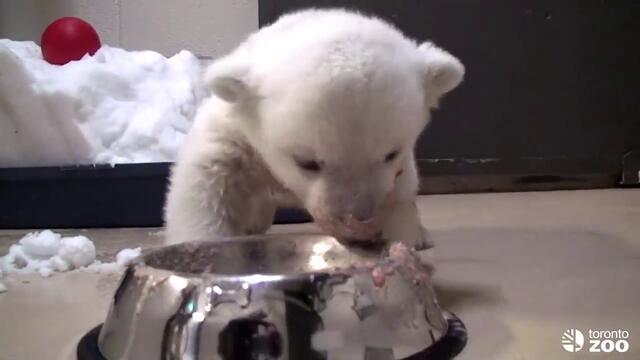 Toronto Zoo Polar Bear Cub 'Super Bowl'