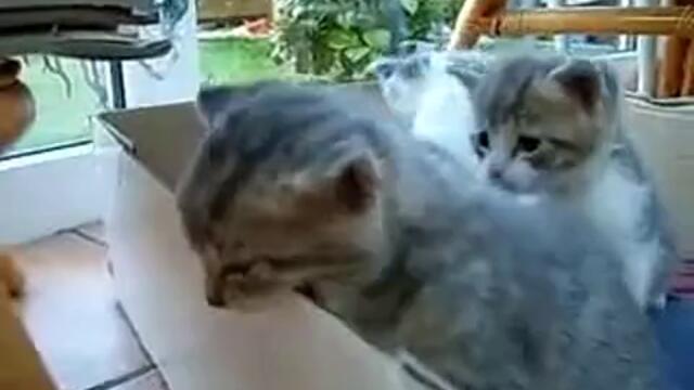 Много сладки котенца