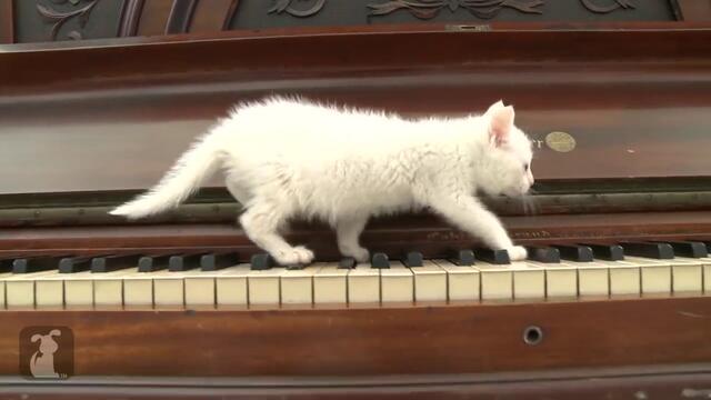 Сладко коте свири на пиано !