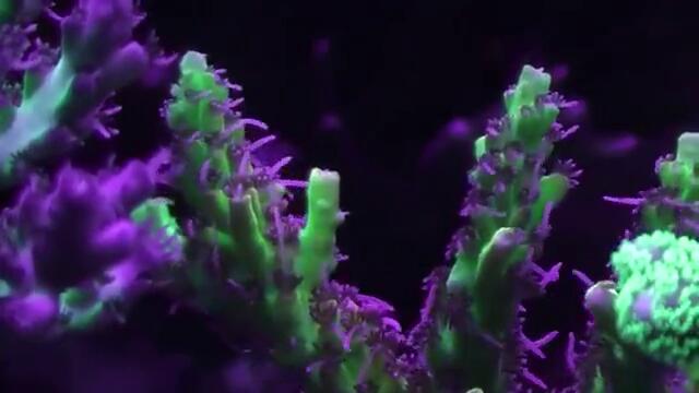 Beautiful Coral Reef Tank_(720p)