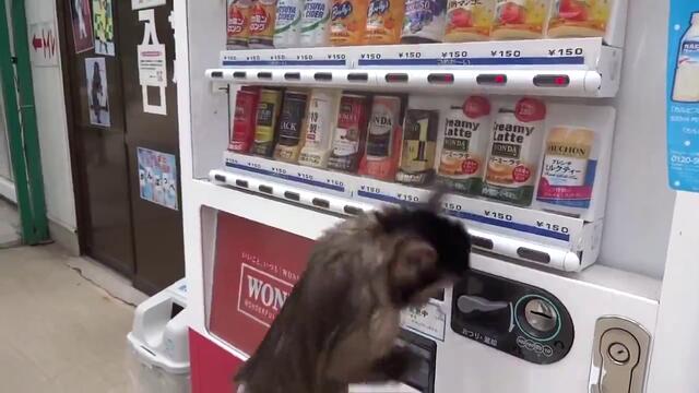 Маймунка си пуска сок от автомат