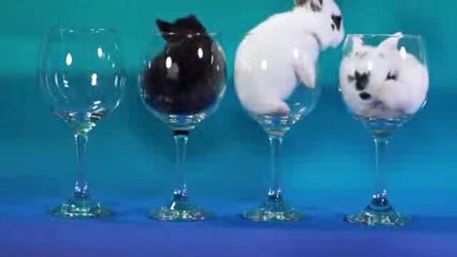 Dancing Bunnies in Wine Glasses