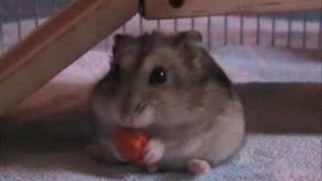 My little sweet Hamster eating a carrot