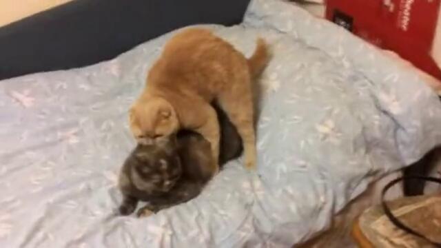 Ridiculous cats mating