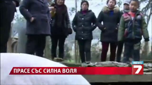 Прасе без задни крака стана атракция в Китай