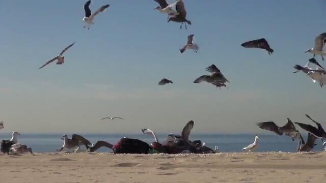 Голям майтап с луди птици на плажа