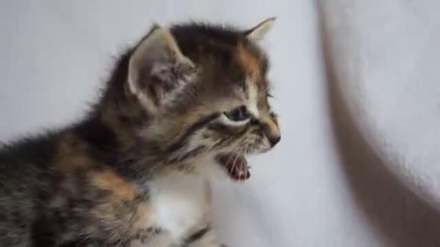 Cute Baby Kitten meows because Mama Cat is not there