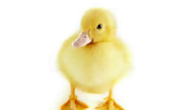 Жълтоклюно патенце, я ела насам!