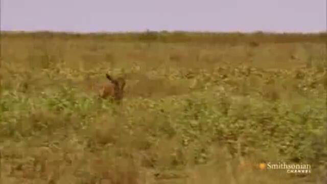 Lion vs. Baby Wildebeest