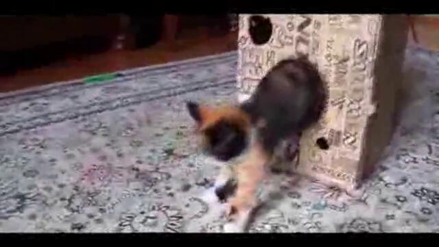 Funny Cats Compilation _ July 2013