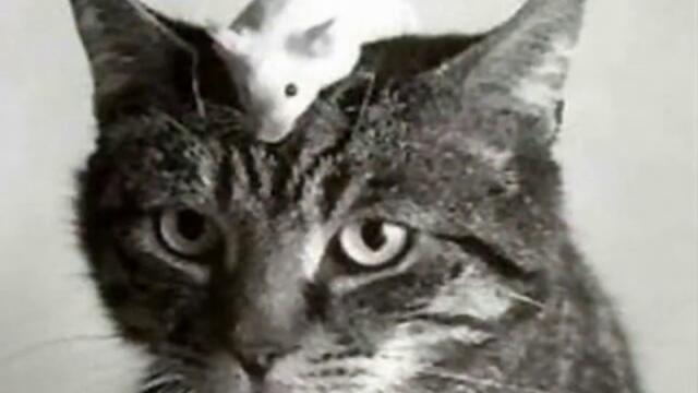 Чело Коте Книжки :)