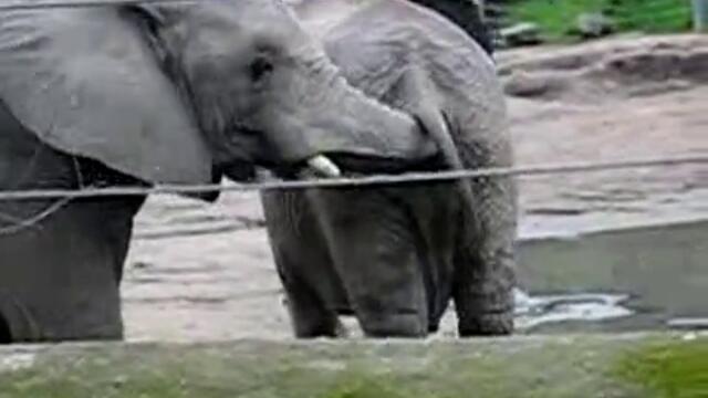 изнасилване на слон