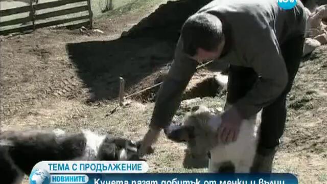 Кучета пазят добитък от мечки и вълци