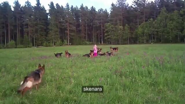 5 годишно момиченце си играе с 14 немски овчарки