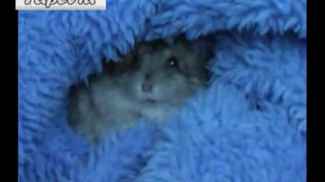 Angry baby Hamster (MUST SEE)