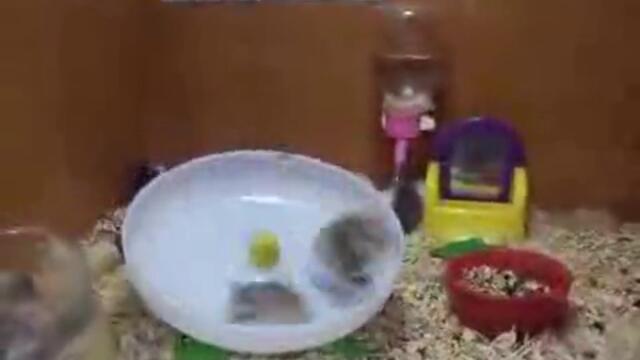 crazy hamsters playing!