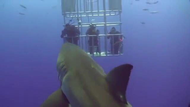 Бяла Акула изненада водд.�,4-�