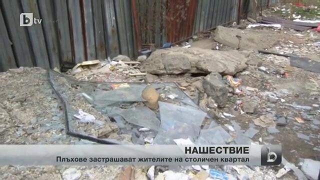 Нашествие на плъхове в столичния квартал „манастирски ливади"